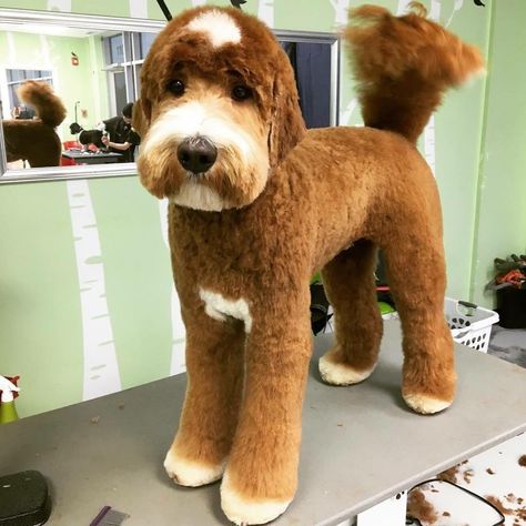 Leaving it to @muttleycrueyyc for our dose of Friday cuuuuuuute. #AndisGrooming #TeddyBearFace Labradoodle Haircut, Golden Poodle, Labradoodle Grooming, Goldendoodle Haircuts, Creative Doodles, Goldendoodle Grooming, Hair Of The Dog, Dog Grooming Styles, Poodle Dogs