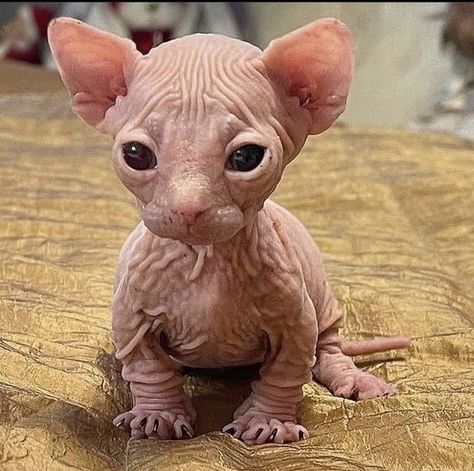 Sphynx Kittens For Sale, Hairless Kitten, Cute Hairless Cat, Sphynx Kittens, Sphinx Cats, Different Eyes, Hairless Cats, Sphinx Cat, Sphynx Cats