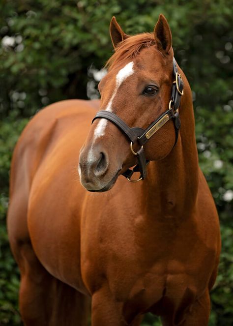 Thorobred Horses, English Thoroughbred, Horses Chestnut, Chestnut Quarter Horse, Thoroughbred Stallion, Chestnut Horses, Unique Thoroughbred, Chestnut Thoroughbred, Palomino Thoroughbred