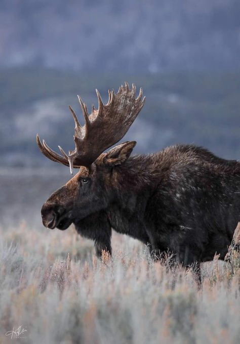 Moose Skull, Wilderness Tattoo, Moose Painting, Moose Pictures, Moose Silhouette, Animal Photography Wildlife, North American Animals, Moose Deer, Wild Animals Photography