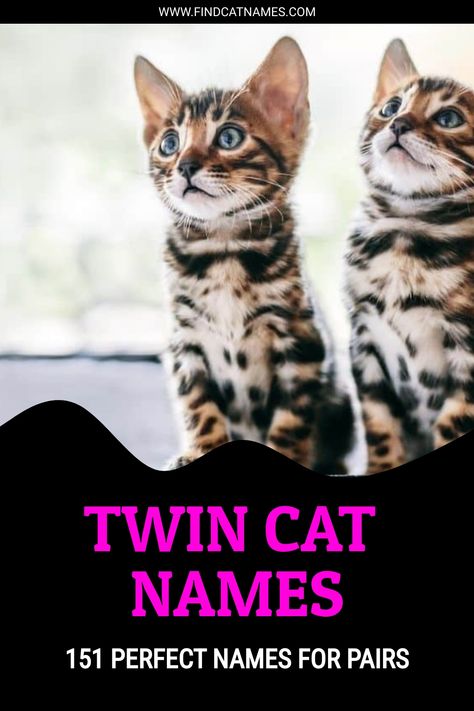 This complete list of twin cat names is perfect for any pair of cats. It includes names for male, female, and cross-gender duos. Duo Pet Names, Cat Names For White Cats, Female Kitten Names Unique, Male Cats Name, Male Cat Names Unique List, Twin Girl Names, Boy Cat Names, Girl Cat Names, Movie Duos