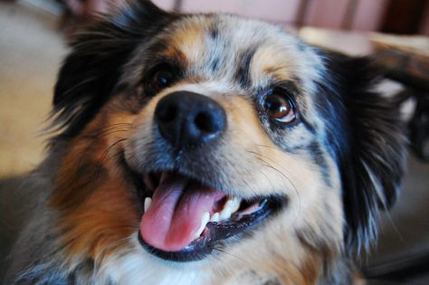 Miniature Australian Shepherd Grooming: The Essential Guide Aussie Haircut Styles, Aussie Haircut, Australian Shepherd Grooming, Grooming Australian Shepherd, Dog Grooming Diy, Mini Aussies, Miniature Australian Shepherd, Dead Hair, Puppy Cut