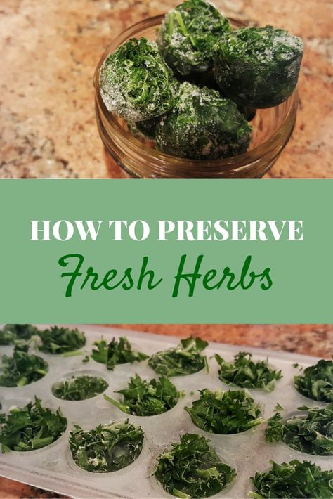 The Easiest Way to Preserve Herbs Herbs In Jars, How To Freeze Herbs, Freeze Herbs, Preserve Herbs, Maryland Crab Soup, Freezing Fresh Herbs, Preserve Fresh Herbs, Drying Fresh Herbs, Sweet Potato Dog Treats