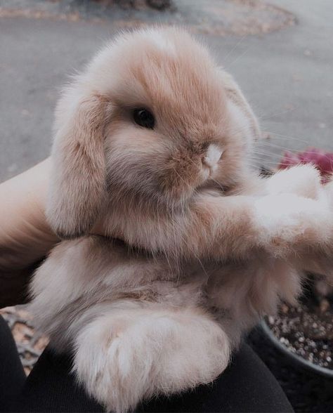 Istitik Wallpaper, American Fuzzy Lop, Funny Bunny Videos, Pet Rabbit Care, Pet Bunny Rabbits, Cutee Animals, Cute Bunny Pictures, Cute Small Animals