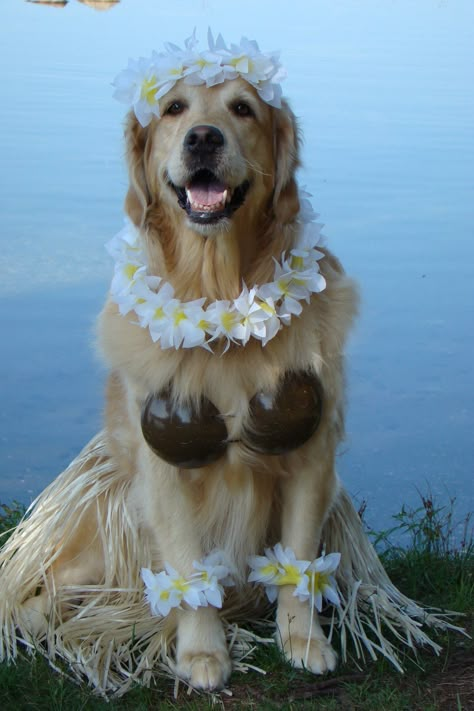 Golden Retriever Halloween Costume, Golden Retriever Costume, Golden Retriever Girl, Golden Retriever Halloween, Cute Dog Costumes, Pet Halloween Costumes, A Golden Retriever, Dog Halloween Costumes, Silly Dogs