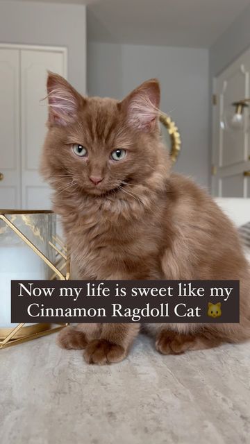 Norman The Brown Ragdoll on Instagram: "Norman has made my life so sweet 🥰 I’ve been waiting to use this audio with my cinnamon cat 🤎🤣 #ragdollcat #cinnamoncat #browncat #fluffycat #catsofinstagram" Brown Ragdoll Kitten, Chocolate Ragdoll Cat, Brown Fluffy Cat, Cinnamon Ragdoll Cat, Brown Ragdoll Cat, Brown Cats, Brown Kitten, Dream's Cat, Cat Shedding