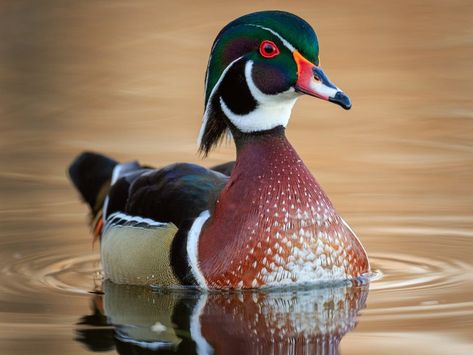 Duck Photography, 4h Projects, Photography Male, Duck Pictures, Duck Bird, Animal Images, Duck Art, Wood Duck, Bird Photos