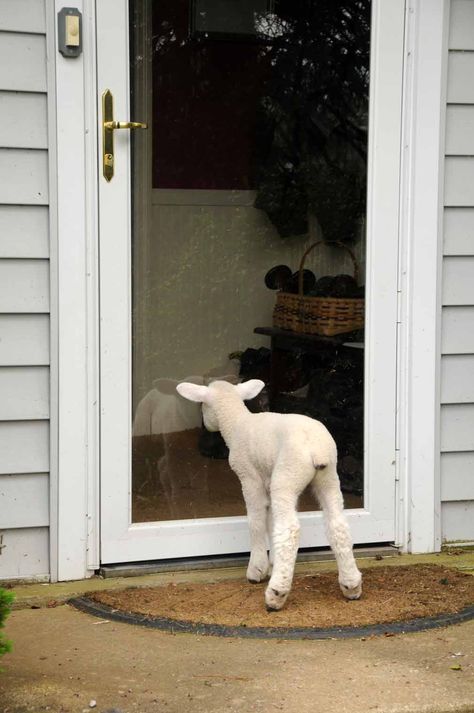 Punkin's Patch: Always A Day Late... Cute Lamb, Sheep Farm, Sheep And Lamb, Think Of Me, Photo Challenge, Animals Friends, Animal Kingdom, Farm Animals, Animal Pictures