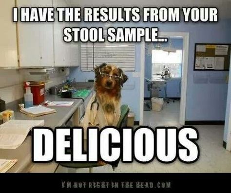 I have the results from your stool sample... delicious Veterinary Memes, Vet Humor, Veterinary Humor, Vet Tech Humor, Veterinary Nursing, Veterinary Assistant, Vet Assistant, Animal Humour, Tech Week