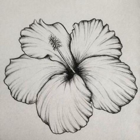 Hur Man Ritar Blommor, Hibiscus Drawing, Hibiscus Flower Drawing, Drawings For Beginners, Easy Flower Drawings, Hibiscus Tattoo, Pencil Drawings Of Flowers, Beautiful Flower Drawings, Seni Dan Kraf