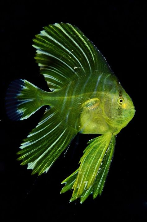 Honorable Mention, Macro Ocean, "Juvenile Batfish" By Dennis Corpuz Underwater Pictures, Photography Competition, Underwater Art, Cool Fish, Underwater Photographer, Marine Fish, Underwater Creatures, Underwater Life, Photography Competitions