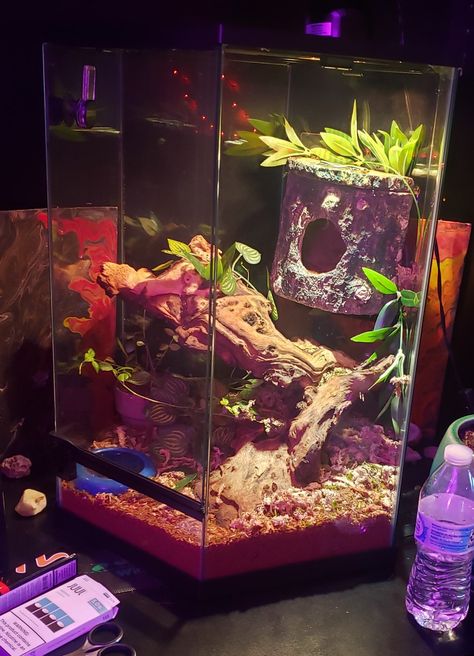 Plants, Reptiles, Skink, Enclosure Ideas Hexagon Fish Tank Ideas, Skink Enclosure, Blue Tailed Skink, Hexagon Fish Tank, Tree Frog Terrarium, Fish Tank Garden, Fish Tank Ideas, Frog Terrarium, Reptile Tank