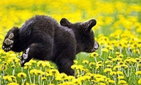 Run, baby bear, run! Bear cub in a dandelion field. Photo Ours, Dandelion Field, Black Bear Cub, American Black Bear, Animal Babies, Black Bears, Bear Hugs, Bear Photos, Bear Cub