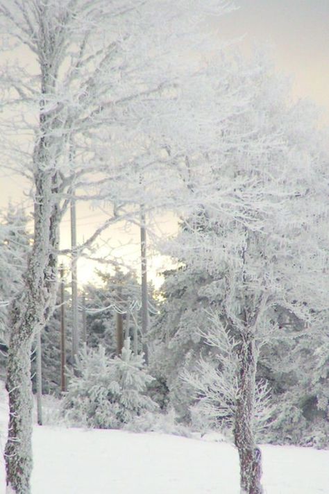 White Trees Pictures, Photos, and Images for Facebook, Tumblr, Pinterest, and Twitter I Love Snow, Winter Schnee, Snow Covered Trees, Winter's Tale, I Love Winter, Winter Love, Winter Scenery, Winter Magic, Winter Beauty