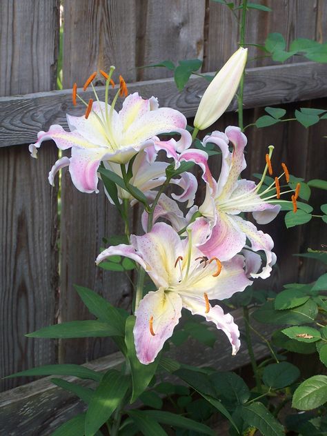 Lily Elodie, Rose Lilies, Lilies Flowers, Rose Lily, Lily Garden, Stargazer Lily, Boquette Flowers, Nothing But Flowers, Flower Therapy