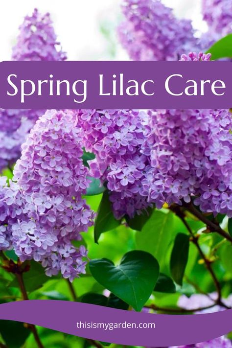 Are you looking to get your lilac bushes to bloom bigger than ever this year? Then it is time for a little spring lilac care to get them ready for better health and a great growing season! Check out these tips on how to keep your lilacs blooming big and beautiful this year and for years to come! How To Trim A Lilac Bush, How To Prune Lilac Bush, How To Trim Lilac Bushes, Pruning Lilac Bushes, Lilac Trees And Bushes, Lilac Bush Care, Pruning Lilacs, Prune Lilac Bush, Lilac Care