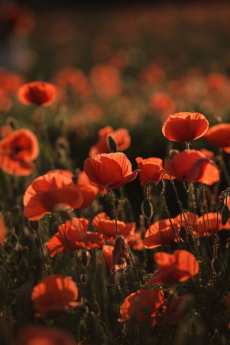 Poppies field Poppies Flower Aesthetic, Poppys Aesthetic, Poppy Field Aesthetic, Gn Story, Poppy Field Photography, Poppies Aesthetic, Poppy Aesthetic, Rubicks Cube, Poppies Field