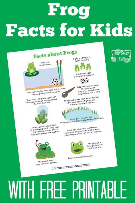 Fun Frog Facts for Kids With Free Printables Frog Facts For Kids, Frogs For Kids, Frog Life Cycle Activities, Frogs Preschool, Frog Facts, Frog Classroom, Frog Activities, Fun Facts For Kids, Lifecycle Of A Frog