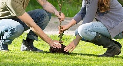 How to plant trees How To Plant Trees, Planting A Tree, Starting Fresh, Planting Trees, Organic Mulch, Garden Steps, Large Garden, Replant, Home Gardening