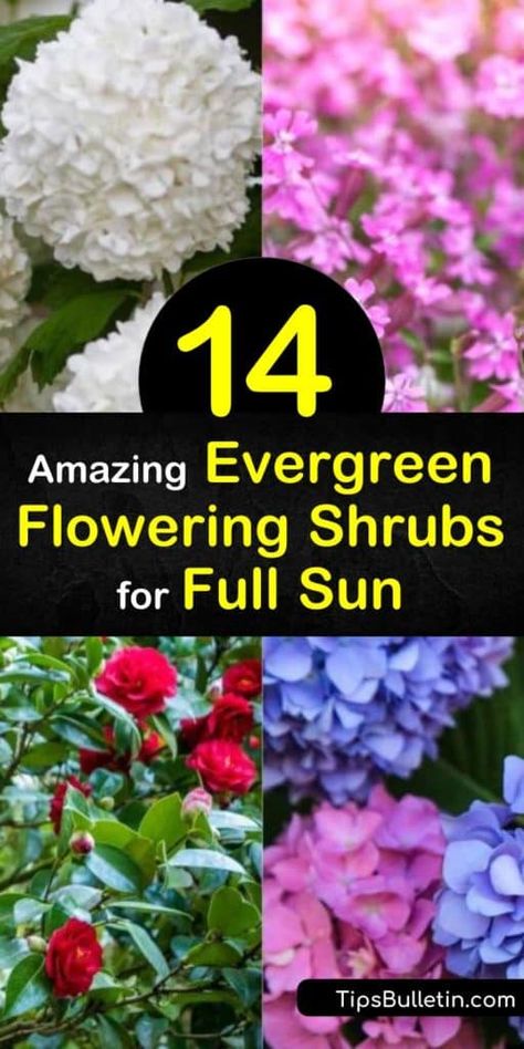 This is the best list of evergreen shrubs to incorporate into your landscaping for year-round foliage. These flowering shrubs offer groundcover, foundation plantings, and hardiness to give your home the extra pop it needs through the long winter months. #flowering #evergreen #shrubs #fullsun Flowering Bushes Full Sun, Flowering Evergreens, Evergreen Shrubs Full Sun, Flowering Evergreen Shrubs, Flowering Shrubs Full Sun, Shrubs For Full Sun, Foundation Plants, Full Sun Landscaping, Year Round Flowers