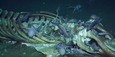 Video shows whale carcass being devoured by octopuses in Monterey Bay - Business Insider Deep Sea Creatures Wallpaper, Scary Ocean Animals, Underwater Monsters Deep Sea Creatures, Scary Ocean Pictures, Deep Sea Pictures, Deep Sea Landscape, Deep Sea Gigantism, Deep Sea Creatures Scary, Deep Sea Photography