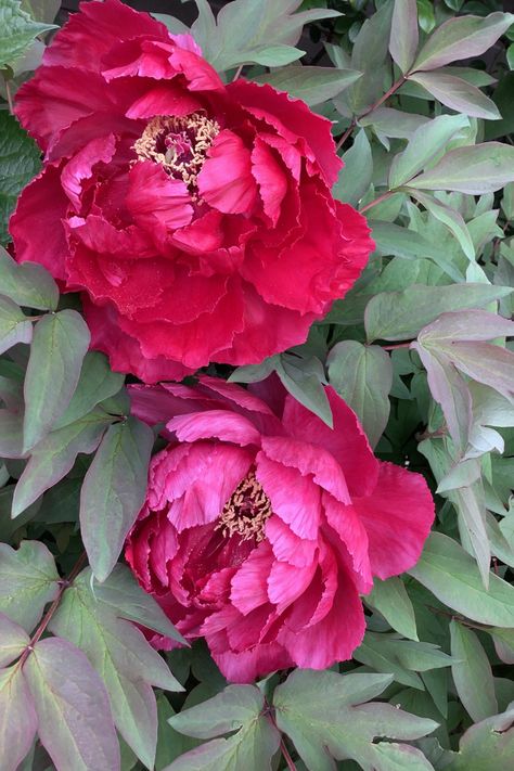 Moutan Peony, Flower Photos, Amazing Flowers, Flower Painting, Peonies, Beautiful Flowers, Japan, Plants, Flowers