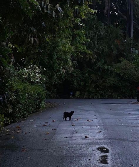 ❦ 𝐄𝖙𝖍𝖊𝖗𝖊𝖆𝖑 𝐕𝖎𝖇𝖊𝖘 ❦ Dark Cat Aesthetic, Jen Ceballos, Black Cat Aesthetic, Dark Green Aesthetic, World View, Cat Aesthetic, Nature Aesthetic, Pretty Places, Green Aesthetic