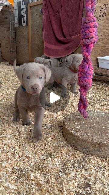 silver lining labradors on Instagram: "Babies!   🐾 • ❤️ • 🐾 • ❤️ • 🐾 • ❤️ • 🐾 • ❤️ •🐾   . . .  #silverlab #silverpuppy #labradorretriever #labsofinstagram #lablove #silverlabrador #silverlabpuppy #pet #servicedog #dogsofinstagram #ilovedogs #ilovemydogs  #hunting #mansbestfriend #bestpals #oregon  #labrador #lab #puppies #love #cute #sweet #puppylove #puppylife #puppyoftheday #puppiesofinstagram #puppiesofig" Silver Labrador Puppies, Grey Labrador, Silver Lab Puppies, Silver Labrador, Labrador Puppies, Puppy Wallpaper, Silver Lab, Lab Puppies, Labrador Puppy