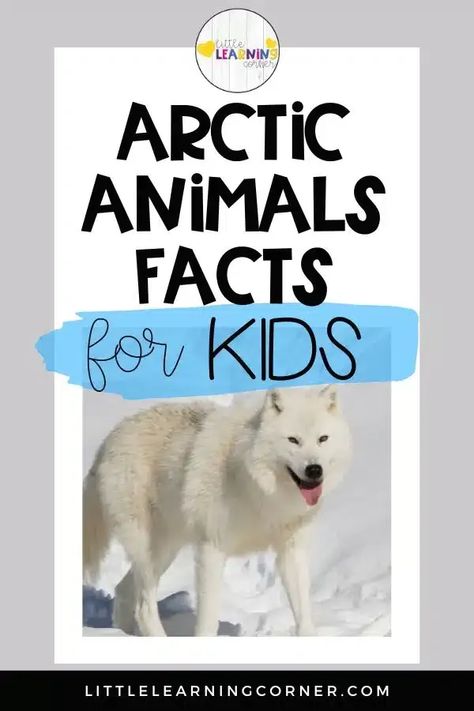 Arctic animals facts for kids and printable worksheets Arctic Animals Preschool Science, Arctic Unit Study, Arctic Animals Anchor Chart, Arctic Animals Printables, Arctic Fox Facts, Arctic And Antarctic Animals, Fox Facts, Arctic Habitat, Animal Facts For Kids