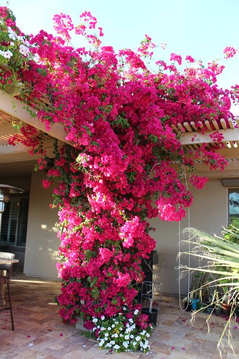 Climbing Flowers, نباتات منزلية, Garden Vines, Pergola Plans, Pergola Patio, Camping Ideas, Flowering Vines, Climbing Plants, Bougainvillea