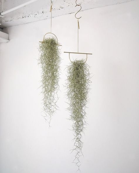 Tillandsia Usneoides, Plant Nanny, Air Plants Decor, Plants Care, Air Plants Care, Moss Decor, Plant Terrarium, Air Plant Display, Plant Decoration