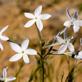 Flower That Symbolizes Strength, Flowers That Symbolize Strength, Flowers That Represent Strength, Flowers Represent, Crocus Flower, Flower Meanings, Christian Symbols, Smart Doll, Home Flowers