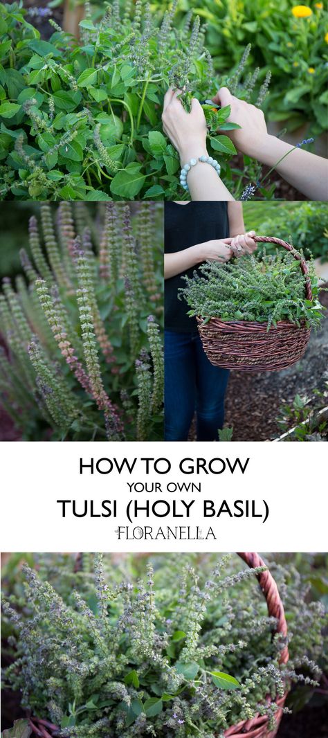 How to Grow Tulsi (Holy Basil) — Floranella How To Grow Basil, Basil Growing, Pitcher Of Water, Ocimum Tenuiflorum, Tulsi Plant, Growing Basil, Medicinal Garden, Basil Plant, Holy Basil