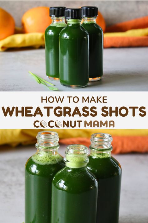 You can buy a wheatgrass shot at juice bars and health food stores, but did you know you can make them at home for a fraction of the cost? Rich in chlorophyll, amino acids, vitamins, and minerals, these simple shots can make a great addition to your wellness routine! Wheatgrass Shot Recipe, Simple Shots, Wheat Grass Shots, Baking With Coconut Flour, Juice Bars, Ginger Shot, Wellness Shots, Nut Milk Bag, Health Food Store