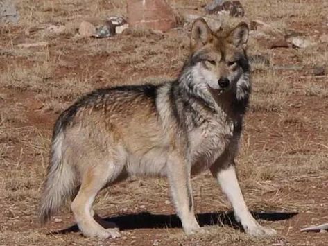 Mexican gray wolf captured, collared and released near Flagstaff in hopes of finding second wolf - NewsBreak Mexican Wolf, Mexican Gray Wolf, Big Puppy, North American Animals, Wolf Hybrid, Big Puppies, Wyoming State, Two Wolves, American Animals