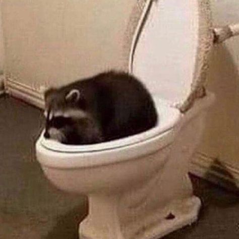 Raccoons Memes on Instagram: “When is this spaceship leaving? 🚀 🗑 🦝 Follow @willie.raccoon . . . . . #raccoon #raccoonofinstagram #trashpanda #trashpandas #cuteraccoon…” Trash Panda, 웃긴 사진, Mötley Crüe, Racoon, Cute Little Animals, Animal Memes, Cute Funny Animals, Reaction Pictures, Mood Pics