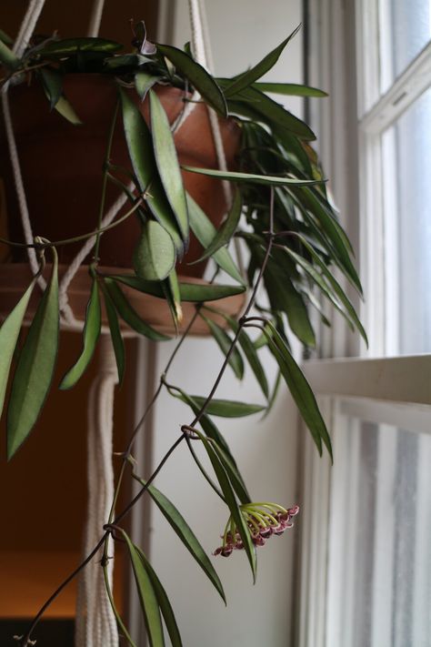 Hoya Burtoniae Green, Variegated Hoya Compacta, Hoya Wayetii Variegata, Hoya Wayetii, Hoya Heuschkeliana Variegata, Hoya Kentiana Variegata, Bean Plant, Garden Layout Vegetable, Indoor Jungle