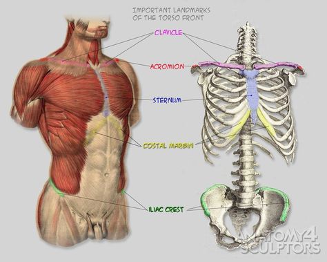 torso landmarks from the front Anatomy Books For Artists, Anatomy For Sculptors, Human Muscle Anatomy, Geometric Shapes Drawing, Human Anatomy Reference, Man Anatomy, Life Drawing Reference, Anatomy Tutorial, Human Bones