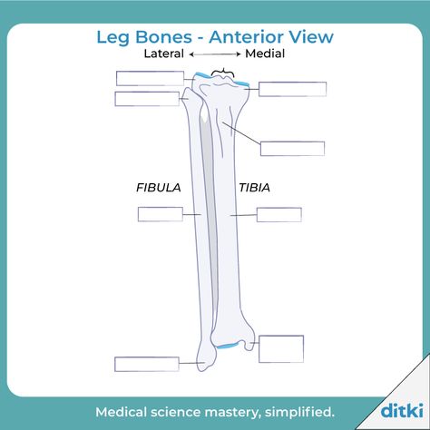 Can you label these bones?  Check your work: https://ditki.com/course/gross-anatomy/glossary/term/bones-of-leg-foot-photos?source_glossary=pathology  Get more unlabeled diagrams - sign up for a free trial!  #ditki #meded #anatomy #anatomyquiz #anatomylabel #clinicalanatomy #anatomylab #nursing #medicalstudent #medschool #anatomypicture #bones #skeleton #biology #humanbody #humanskeleton Iliotibial Band, Knee Ligaments, Gross Anatomy, Ligaments And Tendons, Leg Bones, Lower Extremity, Medical Science, Free Trial, Biology