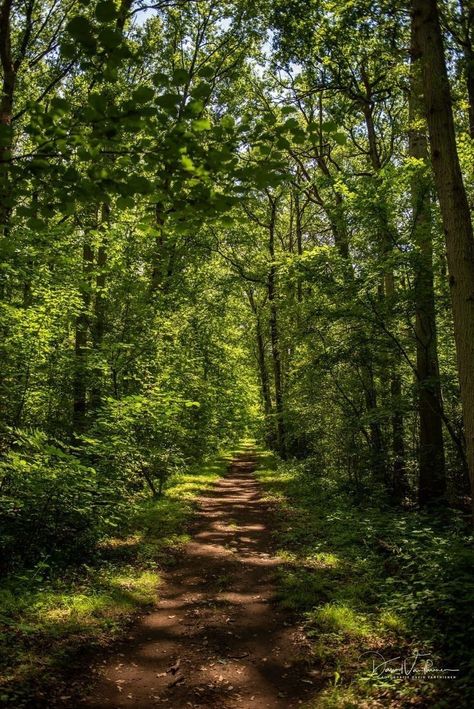 Walking In Forest Aesthetic, Woodlands Aesthetic, Korean Forest, Forest Lighting, The Woods, Wedding Traditions, Forest Background, Forest Path, Forest Road