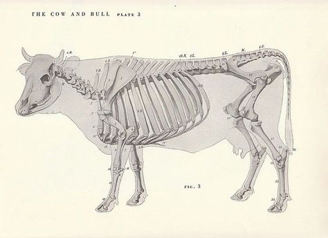 Vintage Cow and Bull Side Skeletal View Illustration Book Page Cow Skeleton, Cow Sketch, 3d Wall Art Sculpture, Animal Skeleton, Skeleton Anatomy, Nature Collage, Animal Skeletons, Skeleton Illustration, Animal Anatomy