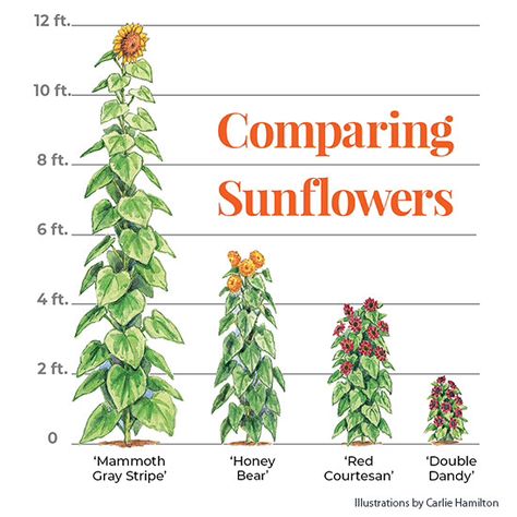 7 must-have sunflowers to grow in your garden: Add some cheer to your garden with a few of these must-have sunflowers in a range of sizes from front of the border to back and containers, too! Sunflowers In Front Of House, Sunflower In Garden, Growing Sunflowers In Pots, Sunflower Garden Backyard, Sunflower Garden Ideas, Sunflowers In Pots, Sun Flower Garden, Sunflower In Pot, Colorado Plants