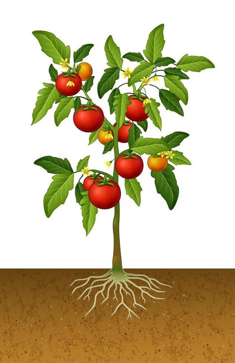 Tomato plant with root under the ground Tomato Tree, Human Body Printables, Tanaman Tomat, Roots Drawing, Biology Plants, Plant Cartoon, Plant Clips, Fruits Drawing, Tomato Plant