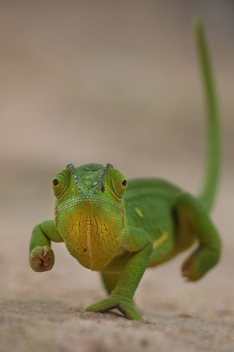 Types Of Chameleons, Egg Project, Baby Chameleon, Pinterest Baby, Cute Reptiles, Green Things, Chameleons, Reference Book, Reptiles And Amphibians