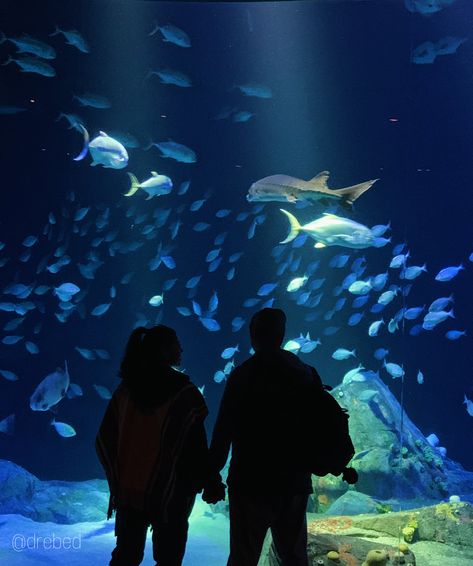 Couple romance newyork NY aquarium date fish ocean museum travel cute inspo goals blue light water holding hands insta instagram story post background screensaver Aquriam Date, Couple At Aquarium, Date Aquarium, Aquarium Couple Photos, Aquarium Aesthetic Couple, Couple Museum Date, Travel Goals Relationship, Traveling Couple Aesthetic, Cute Couple Dates