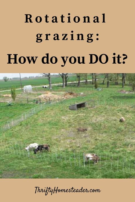 Rotational Grazing Goats, Goat Pasture Ideas, Sheep Farming Ideas, Livestock Homestead, Luxury Homesteading, Goat Pasture, Sheep Pasture, Rotational Grazing, Raising Sheep