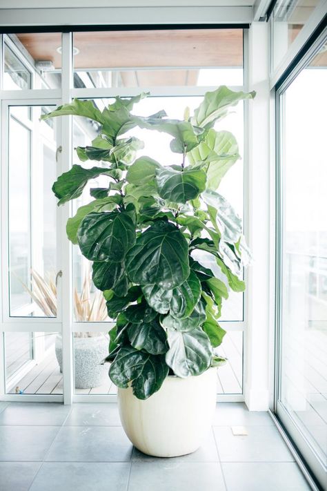 fiddle-leaf Fiddle Leaf Tree, Balkon Decor, Fiddle Fig, Ficus Lyrata, Fiddle Leaf Fig Tree, Ficus Tree, Indoor Trees, Fiddle Leaf, Fiddle Leaf Fig