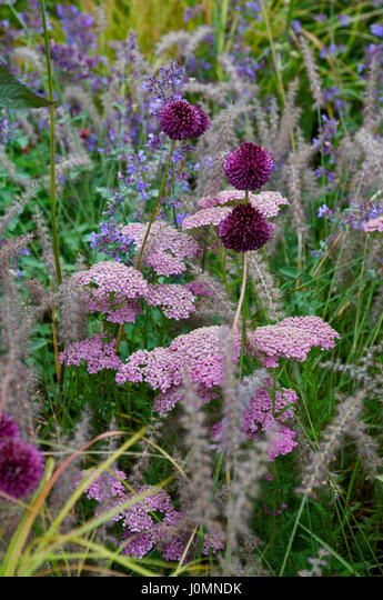 Detail of a flower border with Achillea, Allium and Grasses Jenny Rose, Oswald Chambers, Prairie Garden, Achillea Millefolium, Purple Garden, Have Inspiration, Plant Combinations, Garden Borders, Ornamental Grasses