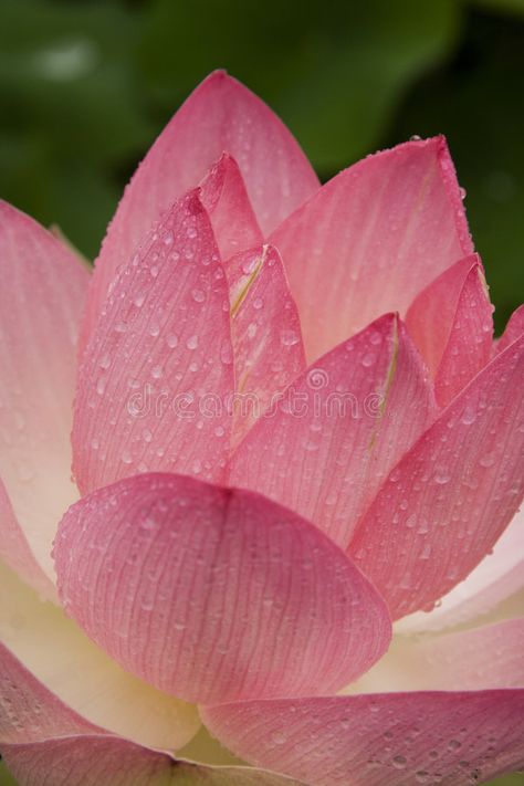 Lotus flower. Close up of a pink lotus flower with water droplets on the petals , #Affiliate, #Close, #pink, #Lotus, #flower, #droplets #ad Water Droplet Drawing, Lotus From Above, Lotus Close Up, Pink Lotus Painting, Lotus Flower Real, Water Drop Vector, Lotus Flower Drawing, Lotus In Muddy Water, Nymphaea Lotus