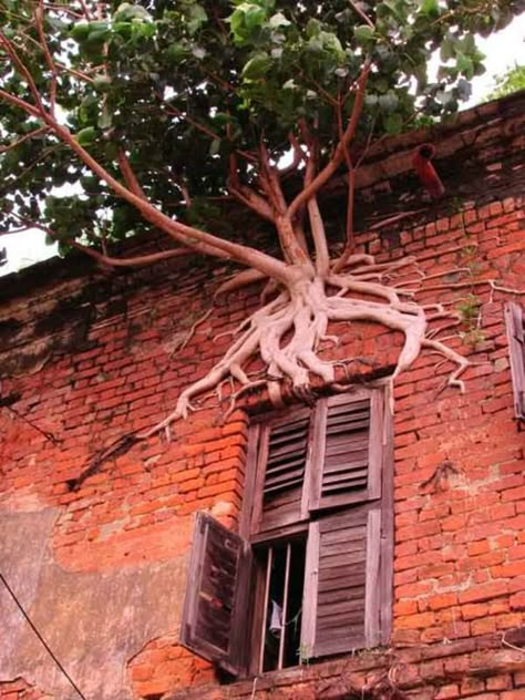 wow - i've never seen a tree grow in a spot like this Boom Kunst, Have Inspiration, Unique Trees, Tree Hugger, Nature Tree, Tree Forest, Jolie Photo, Growing Tree, Beautiful Tree